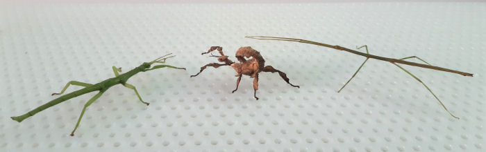Picture of stick insects for sale