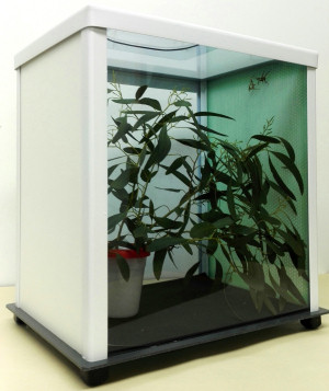 TTQ cage with insects inside