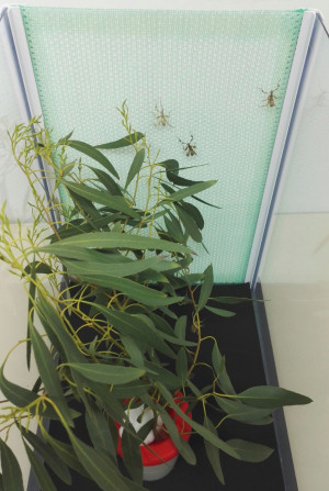 Fine green mesh in TTQ cage Fine green mesh in TTQ cage