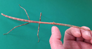 Thailand stick insect adult female