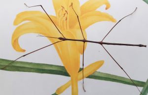 Thailand stick insect adult male Thailand stick insect adult male