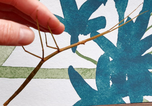 Thailand stick insect fully grown female adult Thailand stick insect fully grown female adult