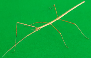 Thailand stick insect nymph (Baculum thaii)