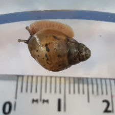 Giant African Land Snail ready to live in URV enclosure