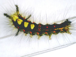 A British Vapourer Caterpillar