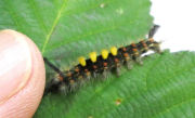 A British Vapourer Caterpillar on a bramble leaf