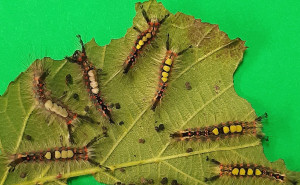 Colourful British Vapourer caterpillars Colourful British Vapourer caterpillars