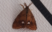 adult male Vapourer moth