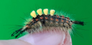 Vapourer caterpillar walking on thumb