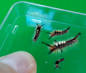 Vapourer caterpillars on QBOX lid